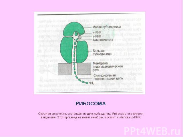 РИБОСОМА Округлая органелла, состоящая из двух субъединиц. Рибосомы образуются в ядрышке. Этот органоид не имеет мембран, состоит из белка и р-РНК.