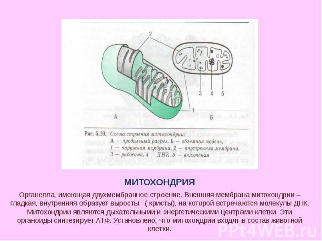 МИТОХОНДРИЯ Органелла, имеющая двухмембранное строение. Внешняя мембрана митохондрии – гладкая, внутренняя образует выросты ( кристы), на которой встречаются молекулы ДНК. Митохондрии являются дыхательными и энергетическими центрами клетки. Эти орга…