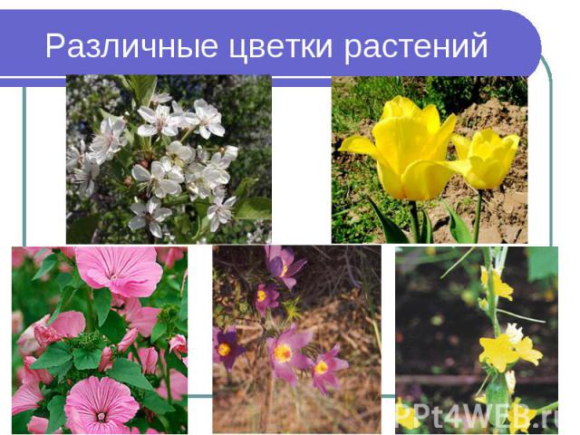 Различные цветки растений