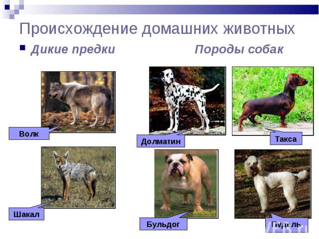 Происхождение домашних животных Дикие предки Породы собак