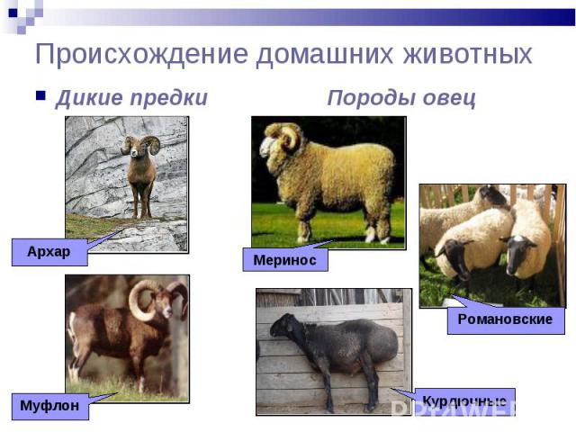 Происхождение домашних животных Дикие предки Породы овец