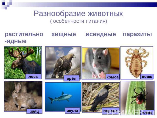 Разнообразие животных( особенности питания)