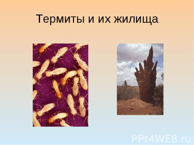 Термиты и их жилища