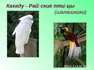 Какаду - Райские птицы (шалашники)