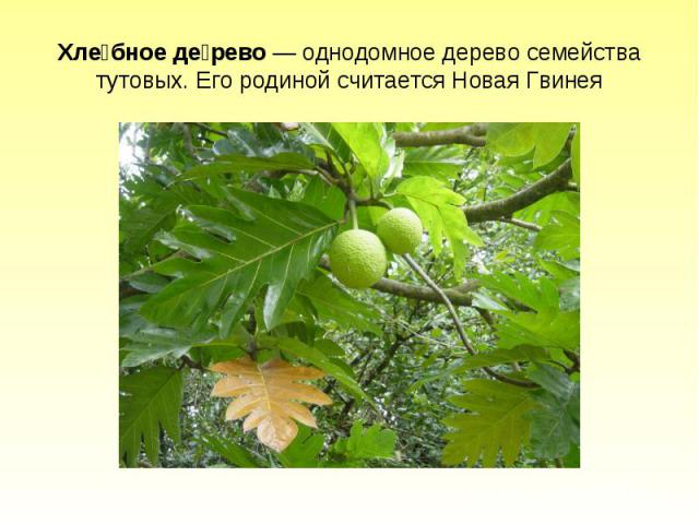 Хлебное дерево — однодомное дерево семейства тутовых. Его родиной считается Новая Гвинея