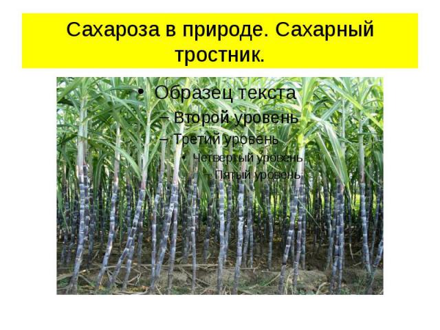 Сахароза в природе. Сахарный тростник.
