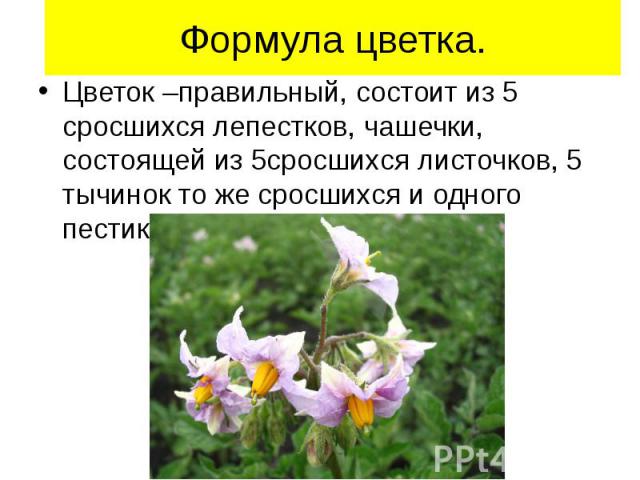 Формула цветка. Цветок –правильный, состоит из 5 сросшихся лепестков, чашечки, состоящей из 5сросшихся листочков, 5 тычинок то же сросшихся и одного пестика.