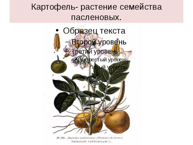 Картофель- растение семейства пасленовых.
