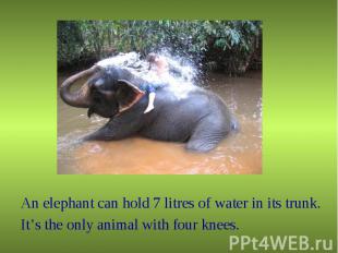 An elephant can hold 7 litres of water in its trunk.It’s the only animal with fo