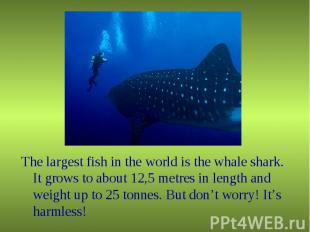 The largest fish in the world is the whale shark. It grows to about 12,5 metres