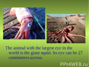 The animal with the largest eye in the world is the giant squid. Its eye can be