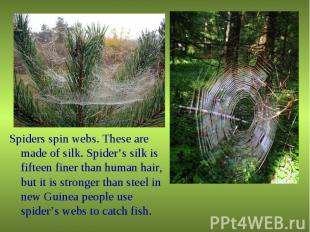 Spiders spin webs. These are made of silk. Spider’s silk is fifteen finer than h