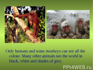 Only humans and some monkeys can see all the colour. Many other animals see the