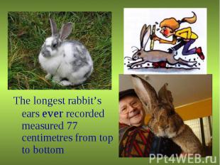 The longest rabbit’s ears ever recorded measured 77 centimetres from top to bott