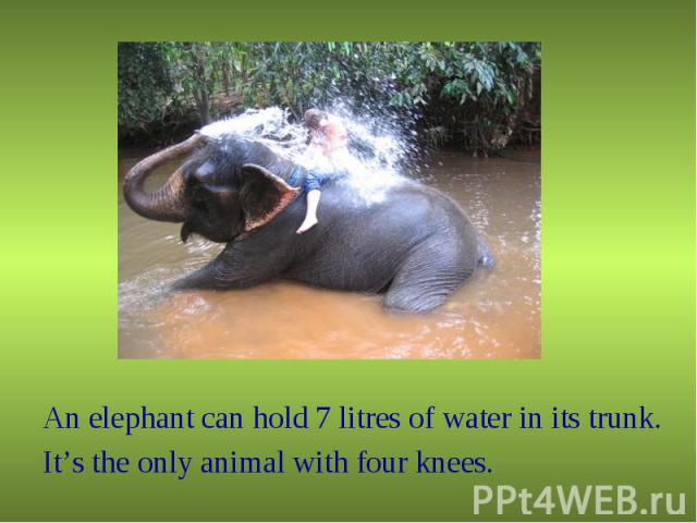 An elephant can hold 7 litres of water in its trunk.It’s the only animal with four knees.