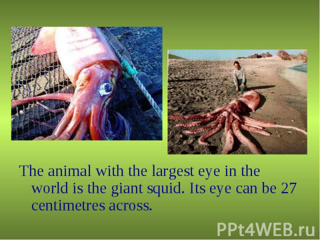 The animal with the largest eye in the world is the giant squid. Its eye can be 27 centimetres across.