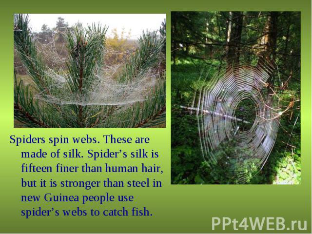 Spiders spin webs. These are made of silk. Spider’s silk is fifteen finer than human hair, but it is stronger than steel in new Guinea people use spider’s webs to catch fish.