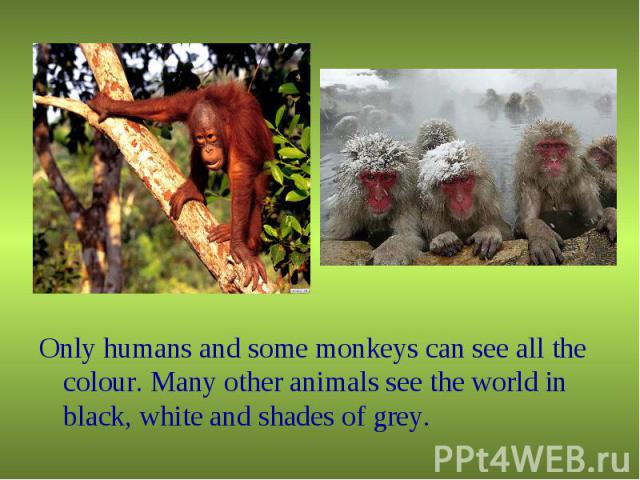Only humans and some monkeys can see all the colour. Many other animals see the world in black, white and shades of grey.