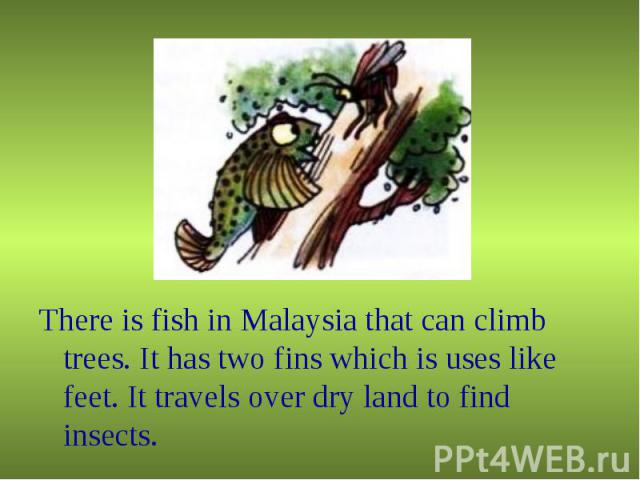 There is fish in Malaysia that can climb trees. It has two fins which is uses like feet. It travels over dry land to find insects.