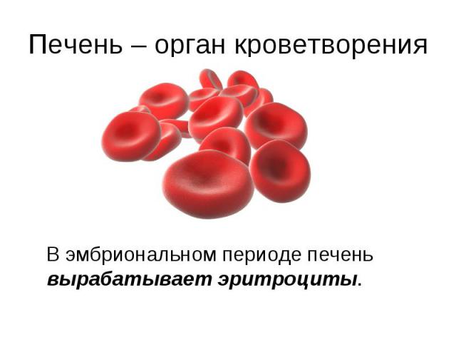 Печень – орган кроветворения В эмбриональном периоде печень вырабатывает эритроциты.