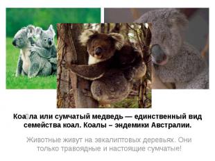 Коала или сумчатый медведь — единственный вид семейства коал. Коалы – эндемики А