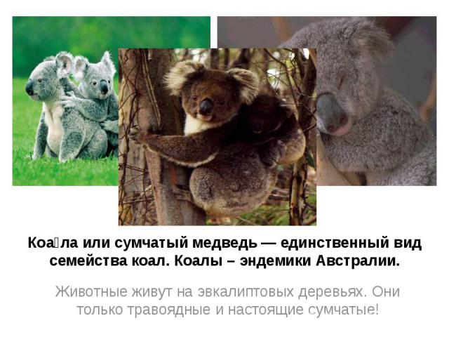 Коала или сумчатый медведь — единственный вид семейства коал. Коалы – эндемики Австралии. Животные живут на эвкалиптовых деревьях. Они только травоядные и настоящие сумчатые!