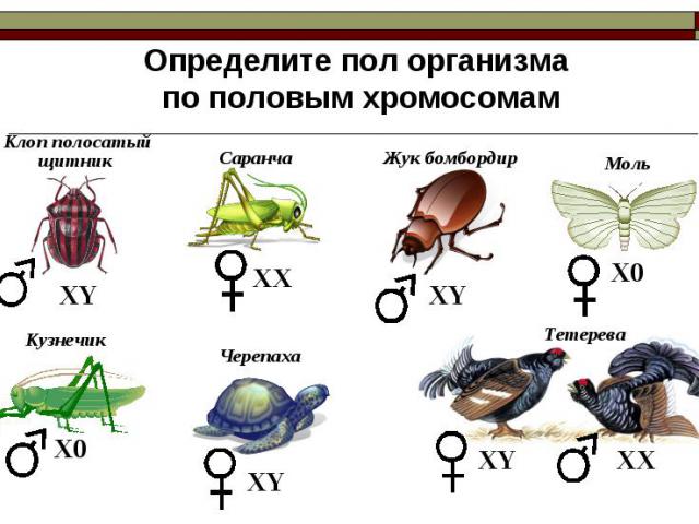 Определите пол организма по половым хромосомам