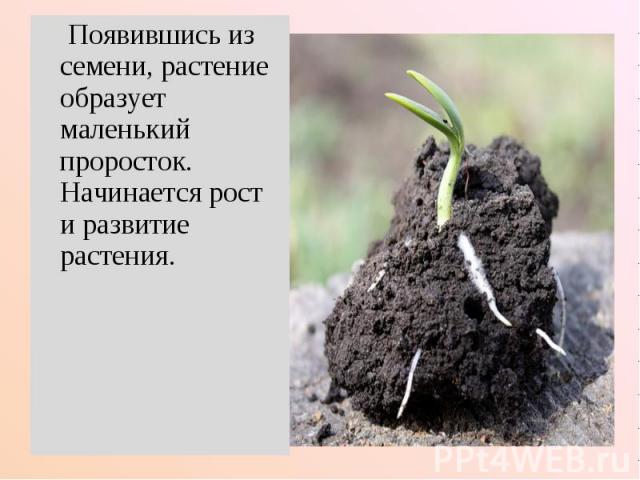 Появившись из семени, растение образует маленький проросток. Начинается рост и развитие растения.