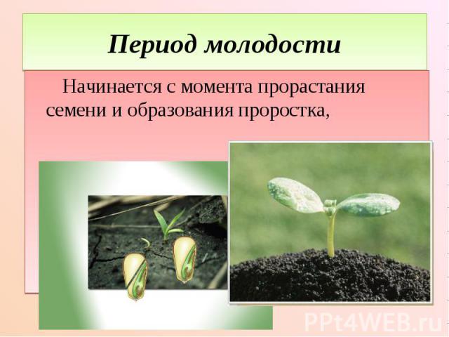 Период молодости Начинается с момента прорастания семени и образования проростка,
