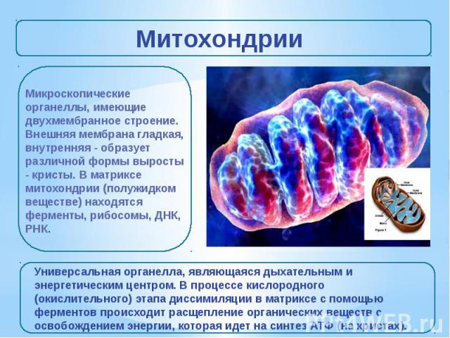 Митохондрии Микроскопические органеллы, имеющие двухмембранное строение. Внешняя мембрана гладкая, внутренняя - образует различной формы выросты - кристы. В матриксе митохондрии (полужидком веществе) находятся ферменты, рибосомы, ДНК, РНК. Универсал…