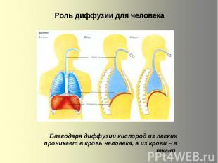Роль диффузии для человека Благодаря диффузии кислород из легких пpоникaeт в кро