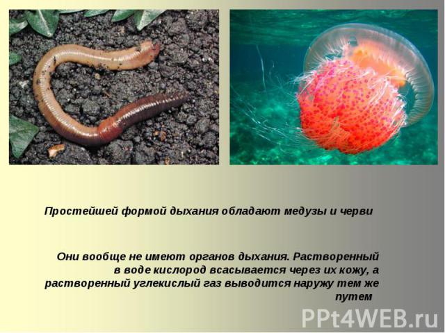 Простейшей формой дыхания обладают медузы и черви Они вообще не имеют органов дыхания. Растворенный в воде кислород всасывается через их кожу, а растворенный углекислый газ выводится наружу тем же путем