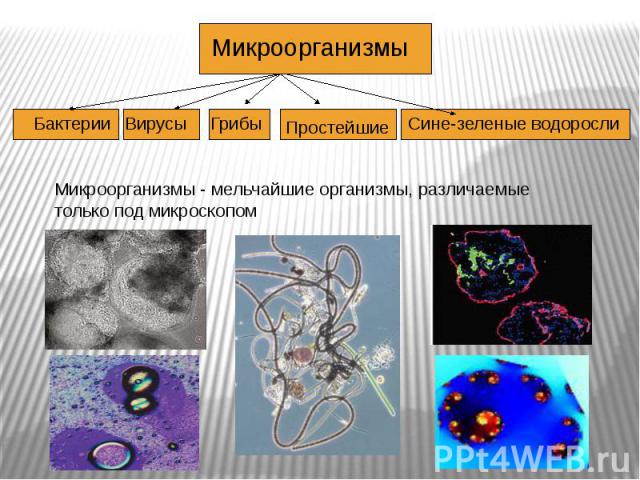 Микроорганизмы - мельчайшие организмы, различаемые только под микроскопом