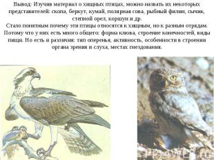 Вывод: Изучив материал о хищных птицах, можно назвать их некоторых представителе