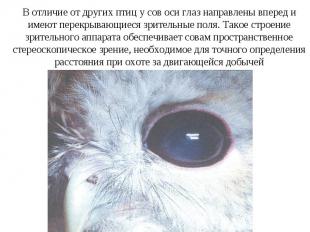 В отличие от других птиц у сов оси глаз направлены вперед и имеют перекрывающиес