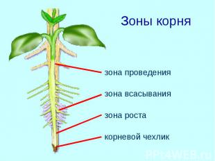 Зоны корня зона проведения зона всасывания зона роста корневой чехлик