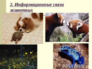 2. Информационные связи животных