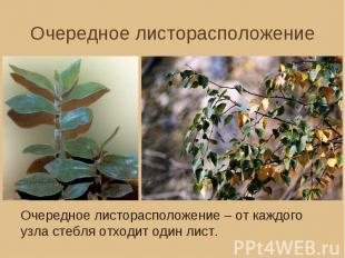 Очередное листорасположение Очередное листорасположение – от каждого узла стебля