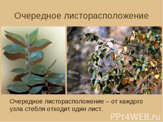 Очередное листорасположение Очередное листорасположение – от каждого узла стебля отходит один лист.