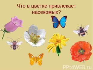 Что в цветке привлекает насекомых?