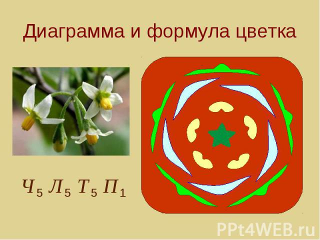 Диаграмма и формула цветка