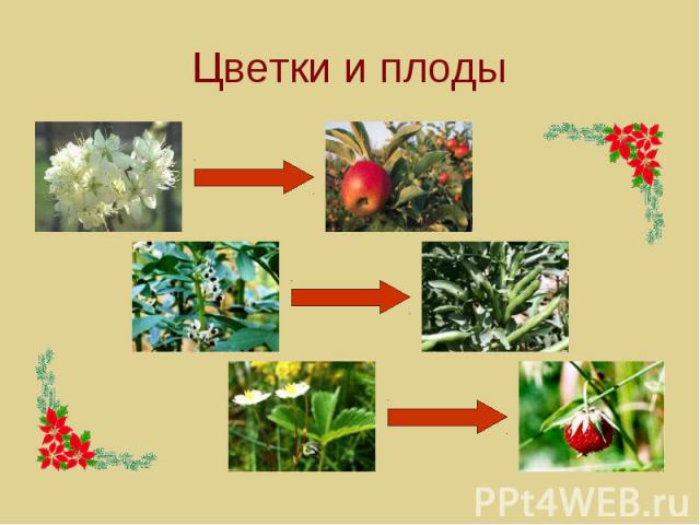 Цветки и плоды