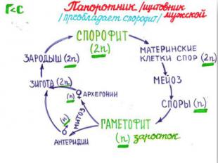 Цикл размножения папоротников презентация