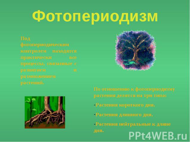 Фотопериодизм Под фотопериодическим контролем находятся практически все процессы, связанные с развитием и размножением растений. По отношению к фотопериодизму растения делятся на три типа:Растения короткого дня.Растения длинного дня.Растения нейтрал…