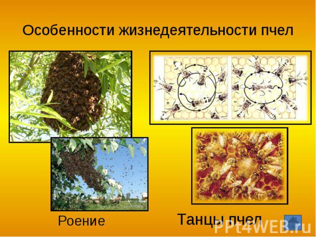 Особенности жизнедеятельности пчел