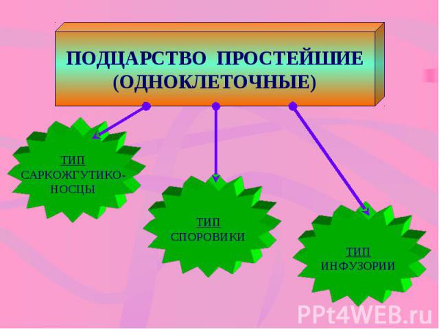 ПОДЦАРСТВО ПРОСТЕЙШИЕ(ОДНОКЛЕТОЧНЫЕ) ТИПСАРКОЖГУТИКО-НОСЦЫ ТИПСПОРОВИКИ ТИПИНФУЗОРИИ