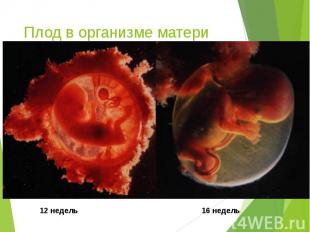 Плод в организме матери 12 недель 16 недель