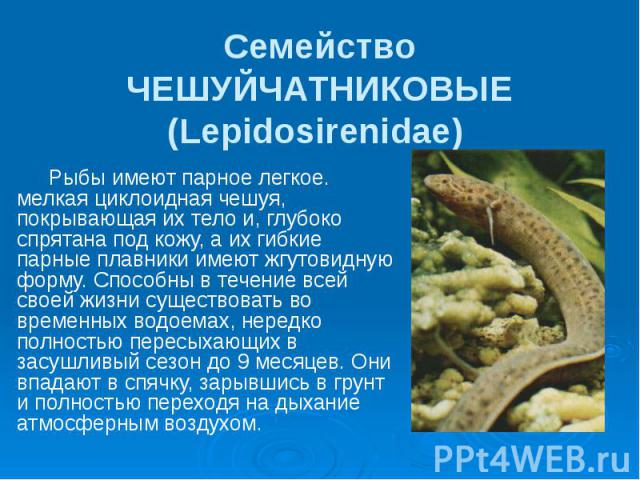 Семейство ЧЕШУЙЧАТНИКОВЫЕ (Lepidosirenidae) Рыбы имеют парное легкое. мелкая циклоидная чешуя, покрывающая их тело и, глубоко спрятана под кожу, а их гибкие парные плавники имеют жгутовидную форму. Способны в течение всей своей жизни существовать во…