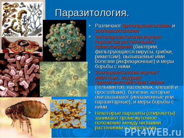 Паразитология. Различают фитопаразитологию и зоопаразитологию.Фитопаразитология изучает паразитов растительного происхождения (бактерии, фильтрующиеся вирусы, грибки, риккетсии), вызываемые ими болезни (инфекционные) и меры борьбы с ними.Зоопаразито…