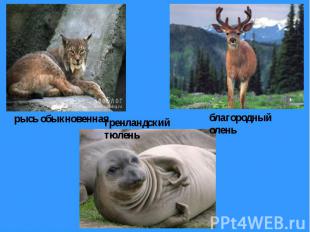 рысь обыкновенная гренландский тюлень благородный олень